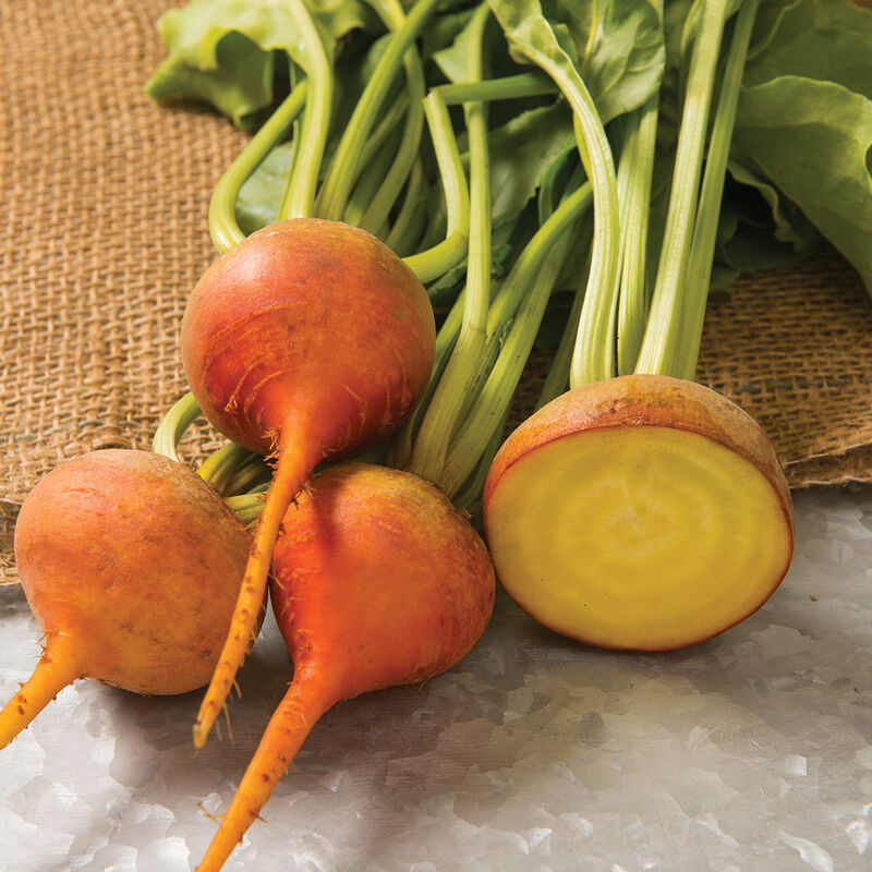 💞Beetroot Seeds