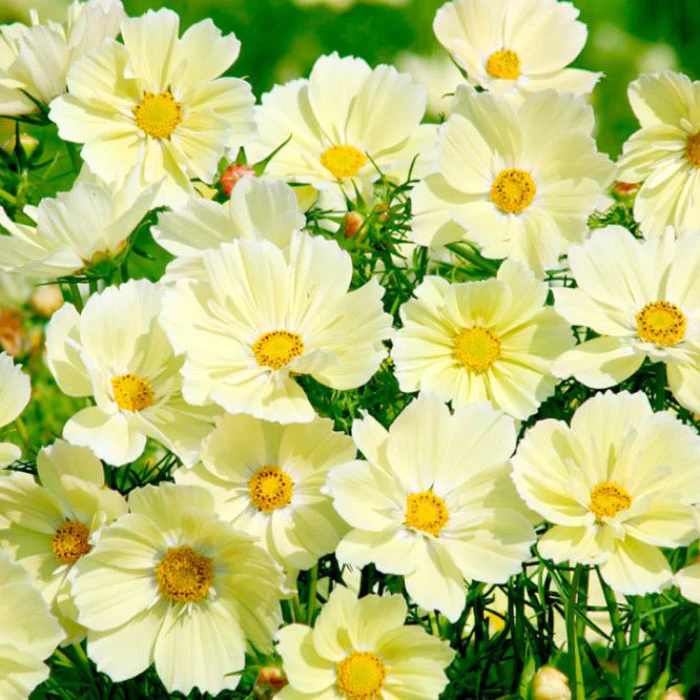 🌺Cosmos - Blooming Means Happiness And Luck