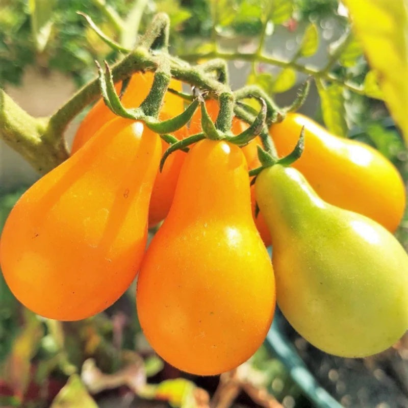 🔥50% off🔥-Yellow Pear Tomato Seeds