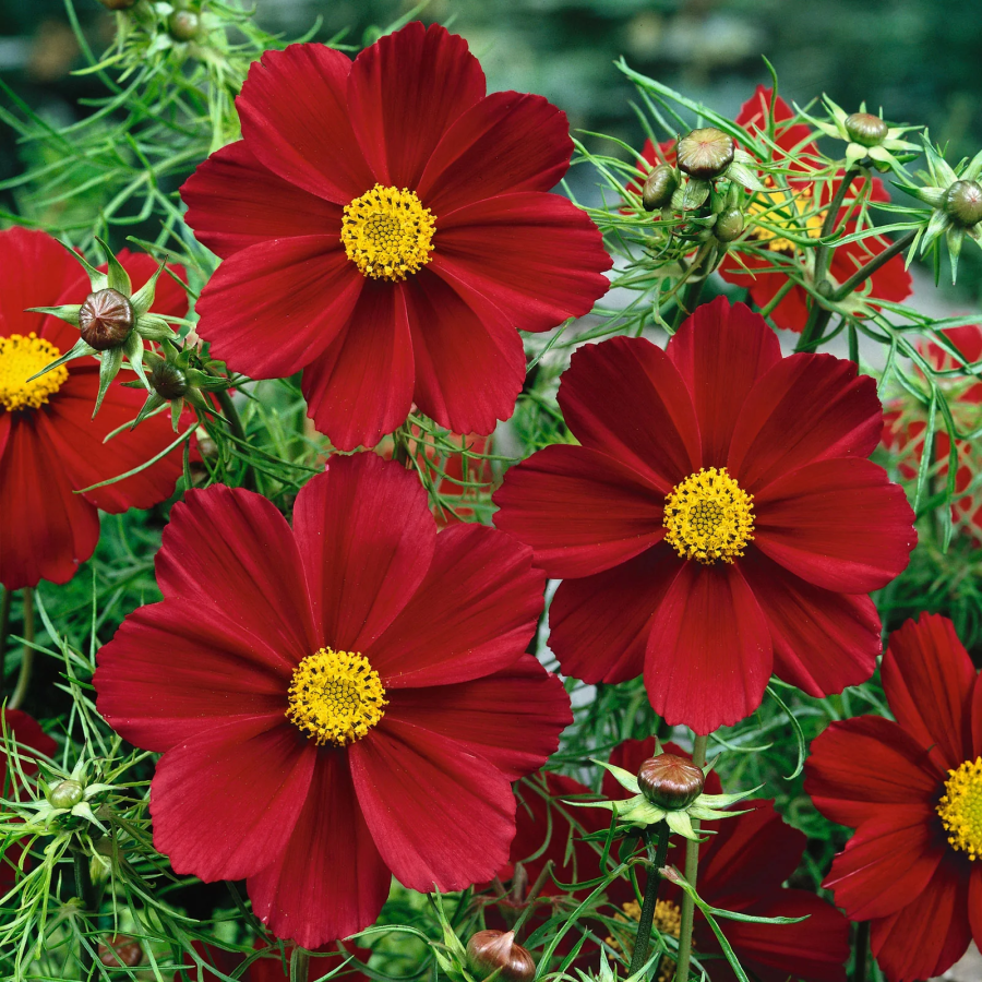 🌺Cosmos - Blooming Means Happiness And Luck