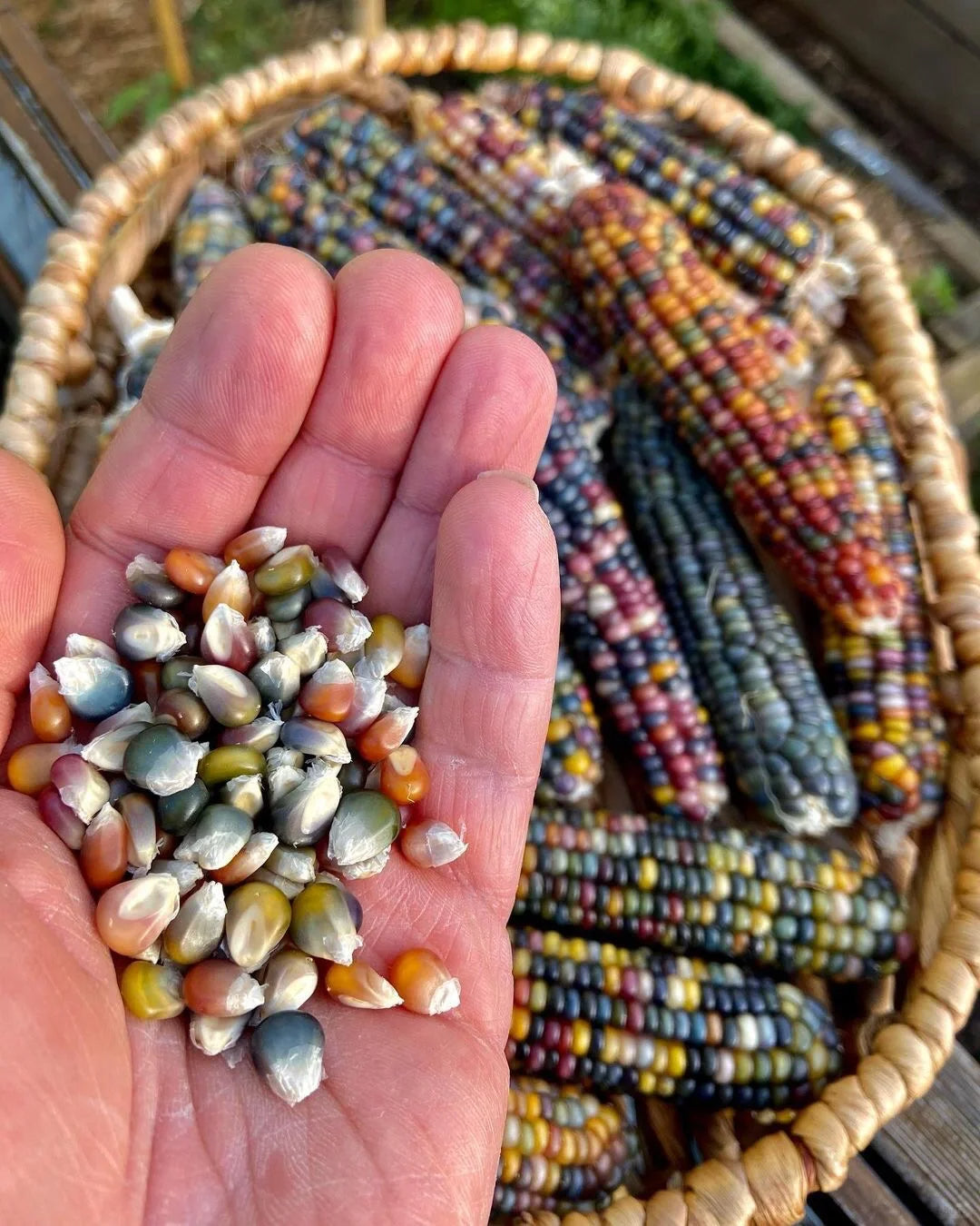 Decorative Corn Gem corn Seeds