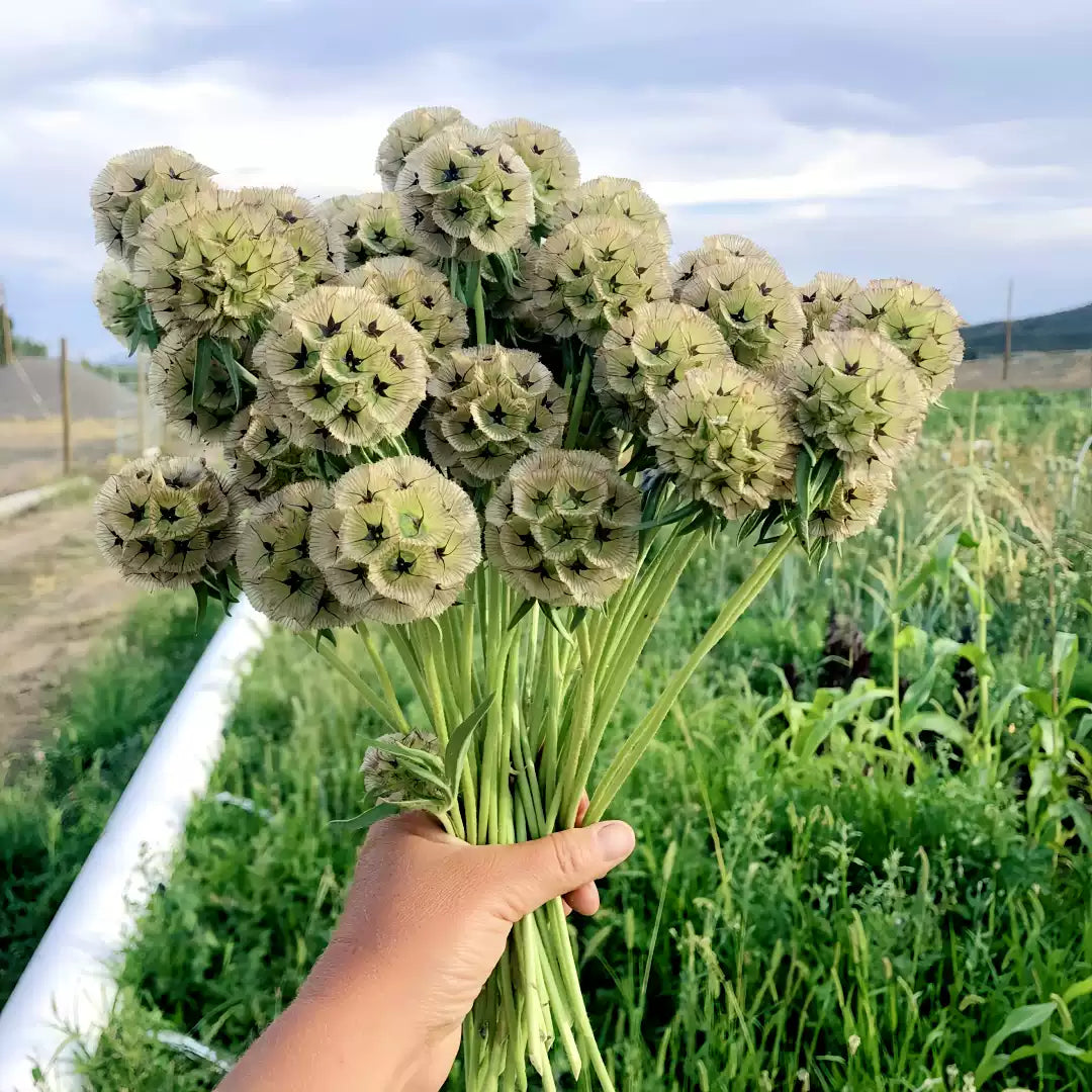 ⭐Starflower Pincushion Seeds