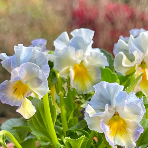 ๐ Pansy Winter Elf Series - I Miss You Endlessly