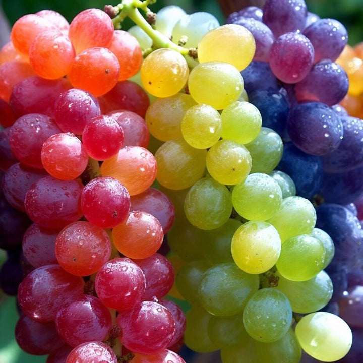 New Rare Rainbow Hybrid Grape Organic