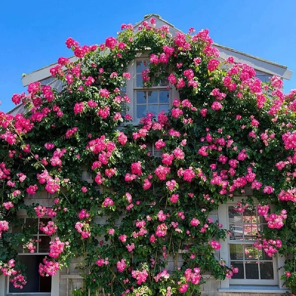 Spring Promotion 49% OFF - 🌱Climbing Rose Seeds
