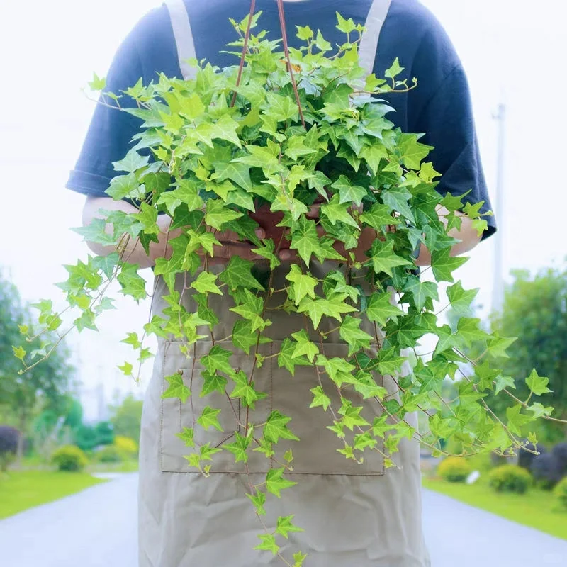 🌿Elegant Weeping Vines·Ivy-Loyalty, Friendship