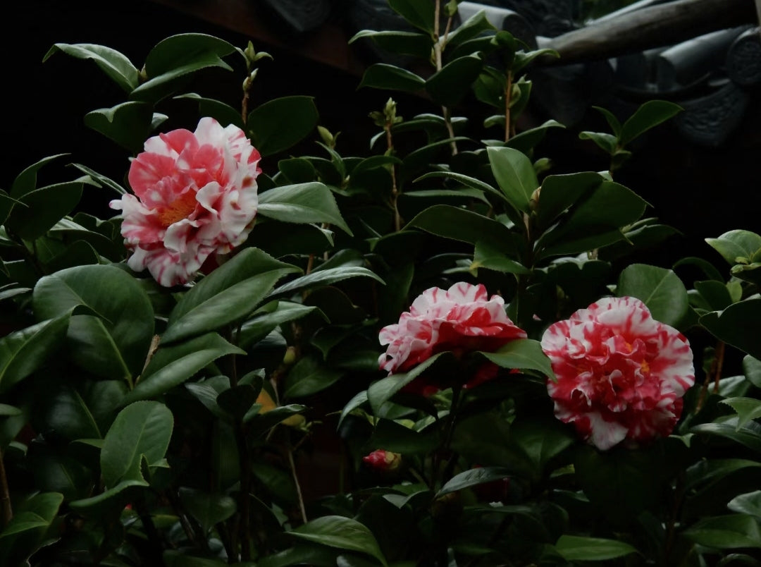 Camellia Flower Seeds