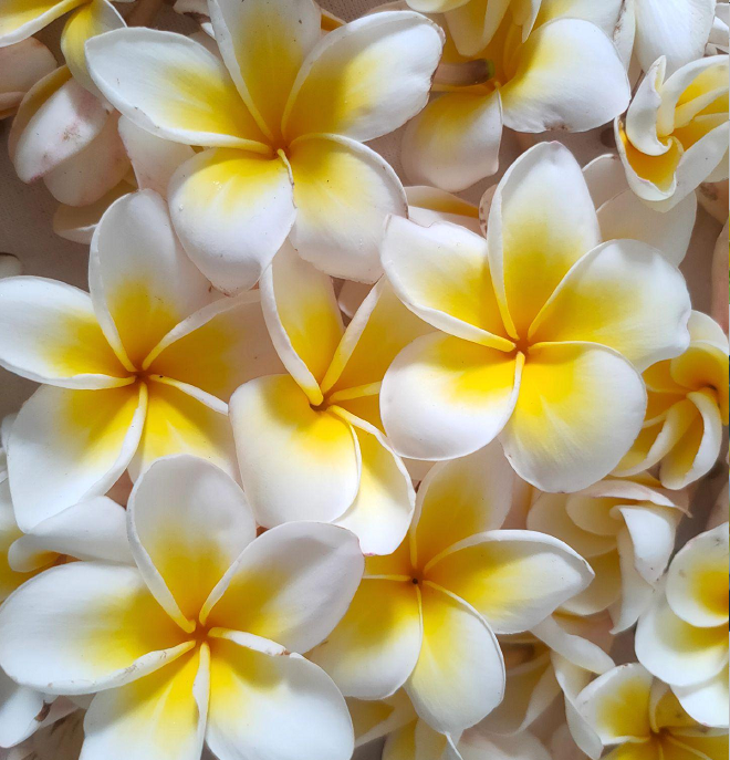 💛 Plumeria Seeds Limited-Time Sale! Create Your Summer Garden