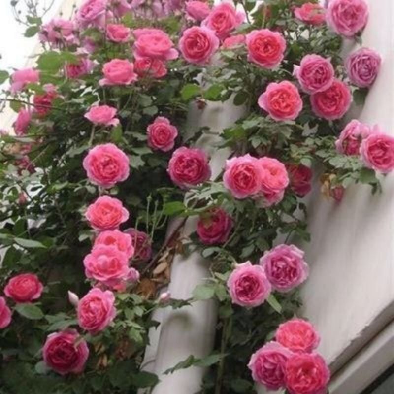 Spring Promotion 49% OFF - 🌱Climbing Rose Seeds