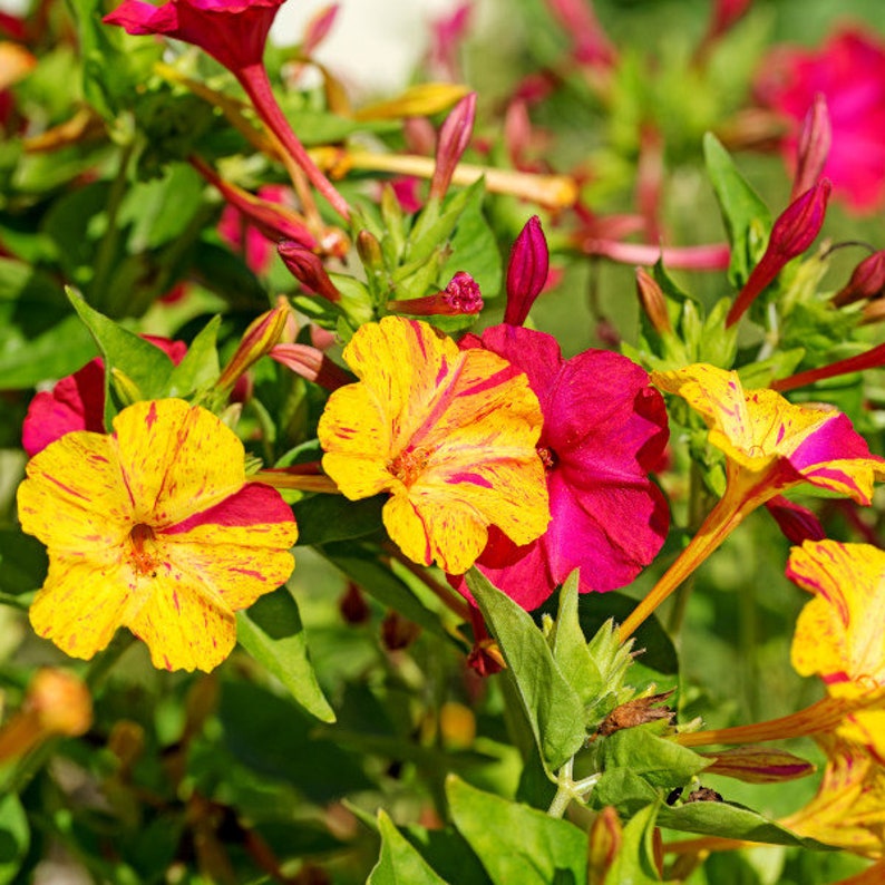 Marvel of Peru Four O' Clock Seeds | Garden Flower Broken Color Changing Transform Pink Rainbow Plant Leaf Seed 2022 Season Fast Shipping