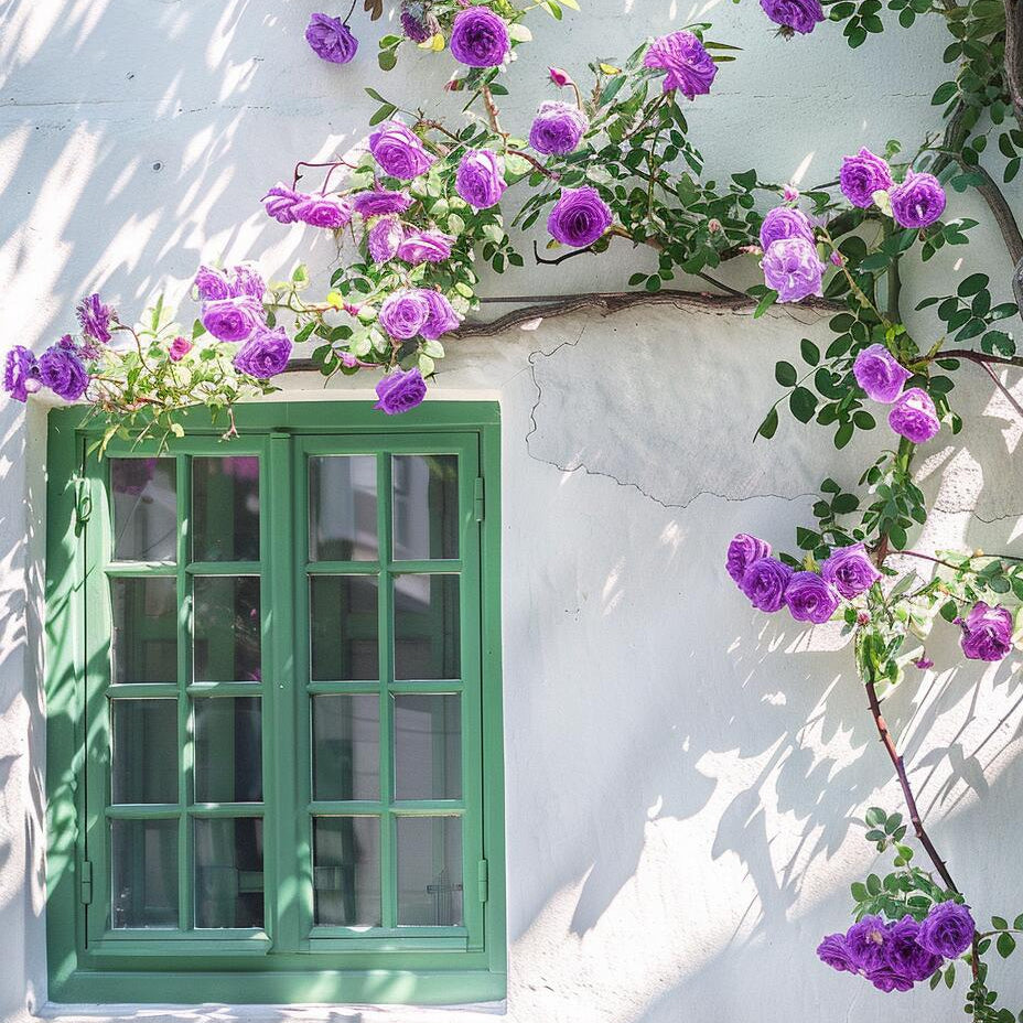 🩷Rare Climbing Rose Seeds
