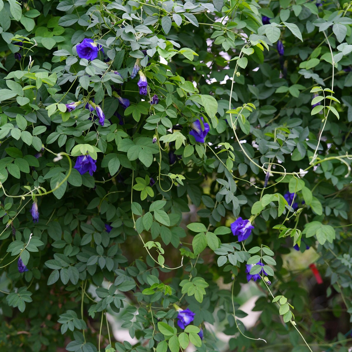Magic Color-Changing Butterfly Pea Seeds – Wellness Superflower