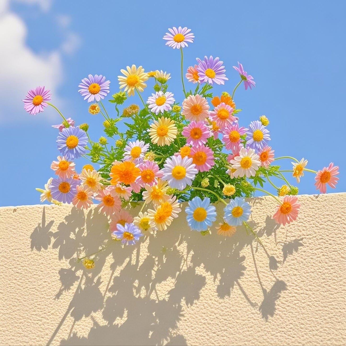 Pyrethrum Seeds β Grow Your Own Mosquito-Free Garden This Summer πΏ