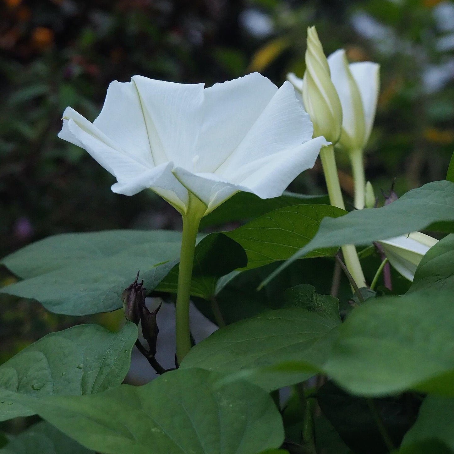 Moonlight Flower Seeds