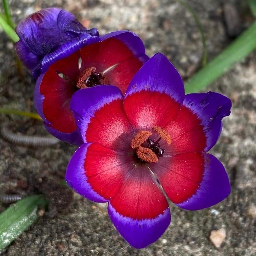 Wine Cup Orchid Seeds – Rare, Easy to Grow, Fast Blooming!
