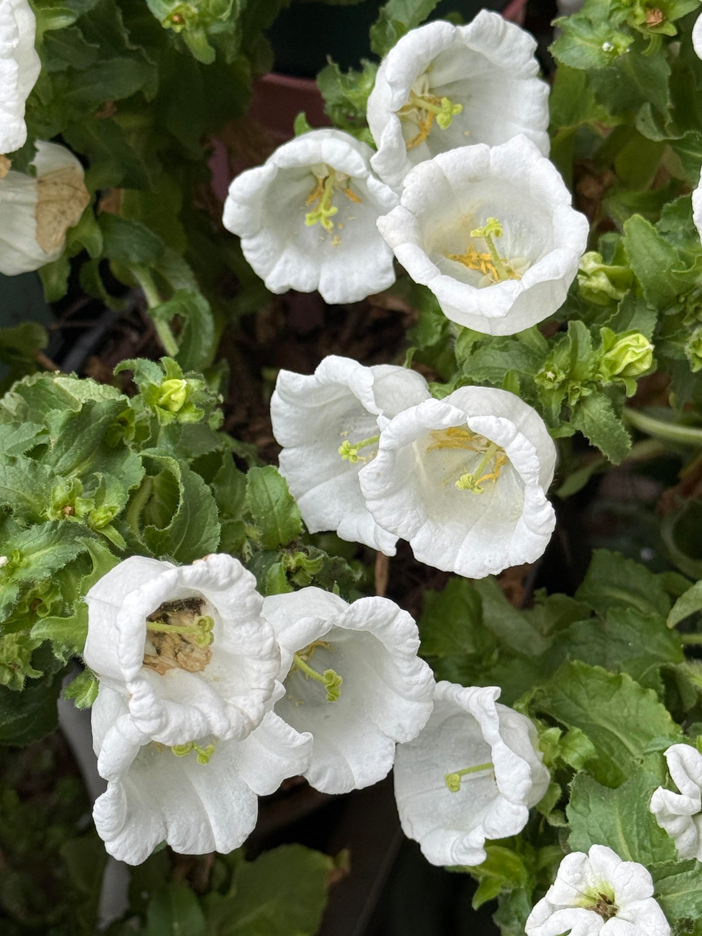 Cup & Saucer Bellflower Seeds β Grow a Real-Life Fairy Garden