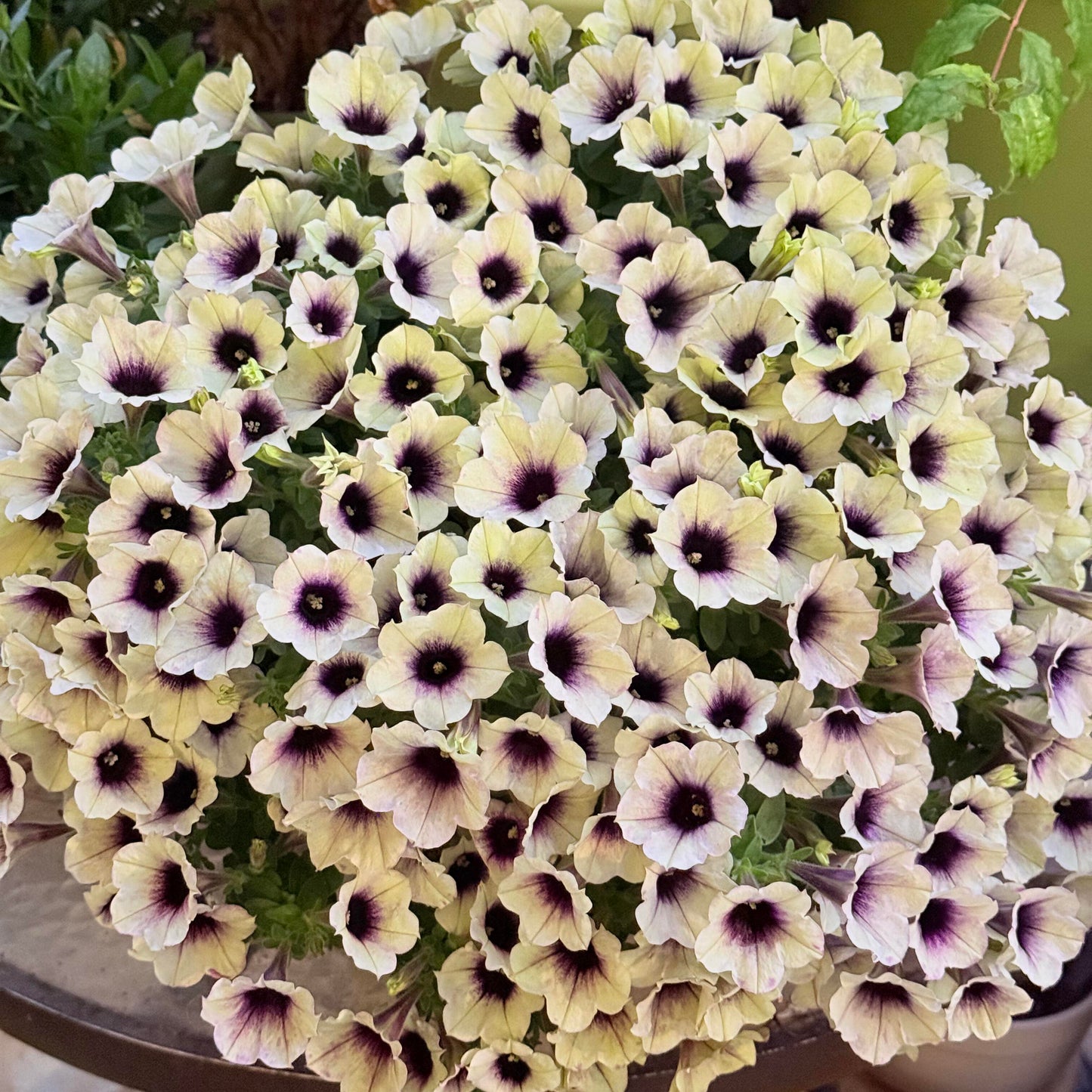 Petunia Seeds for Hanging Baskets & Gardens