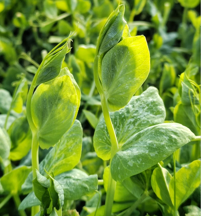 🌿Pea Shoots Microgreens Sprouting Seeds