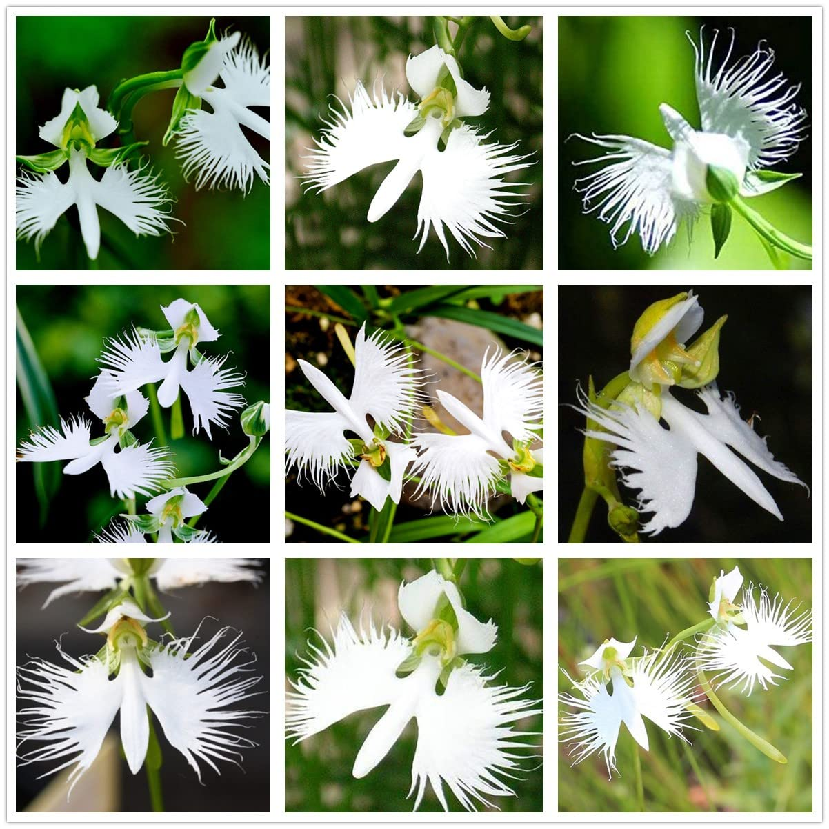 📧 Egret Orchid Seeds-Rarity / Elegance / Good Luck