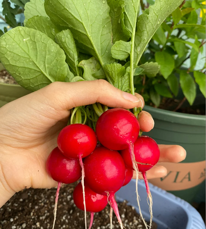 Cherry Fruit Radish Seeds