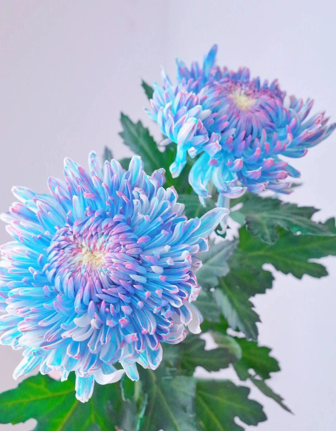 Starry Sky Peony Chrysanthemum Seeds