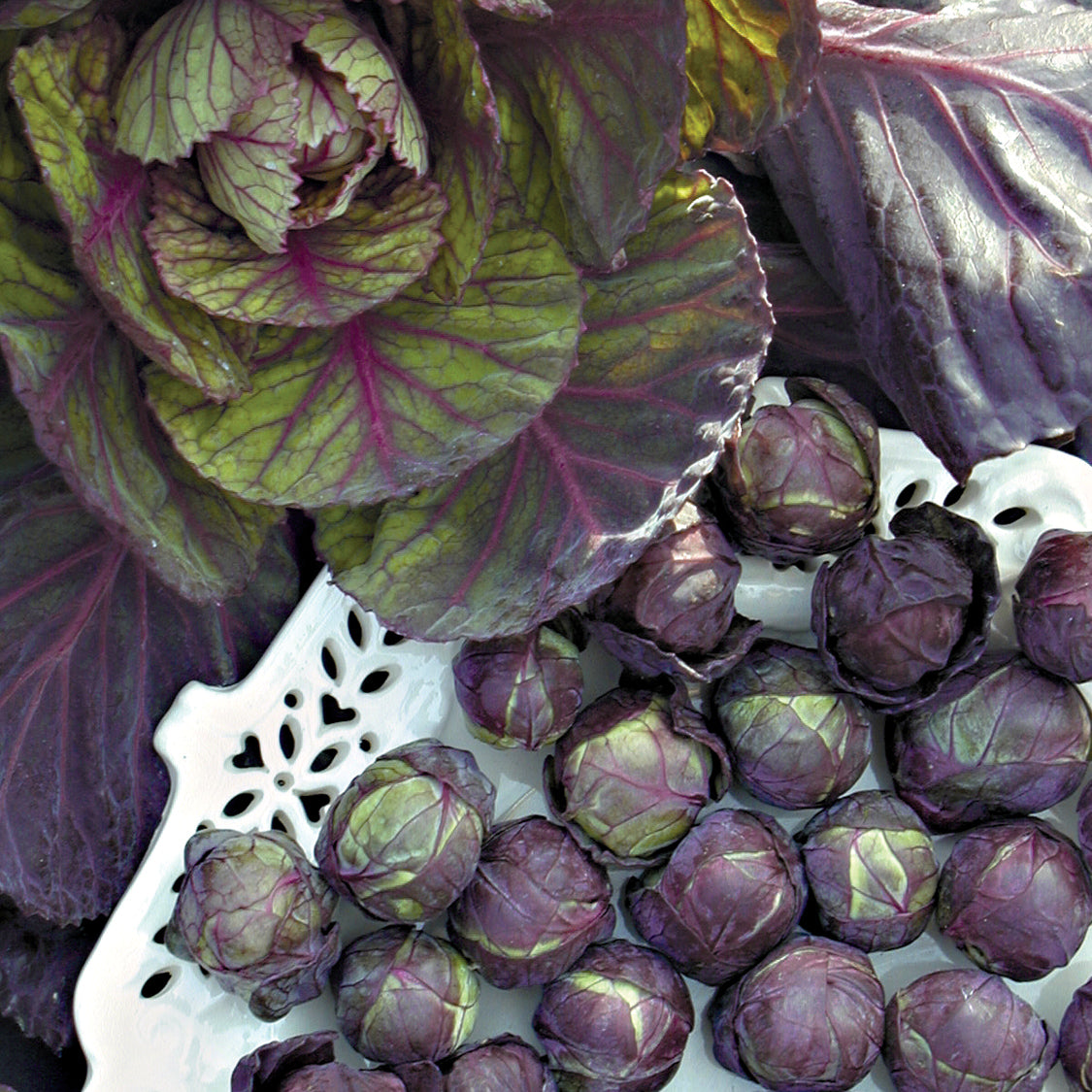 Brussels Sprouts Seeds