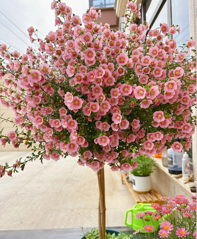 🌸Little Hibiscus Syriacus Seeds