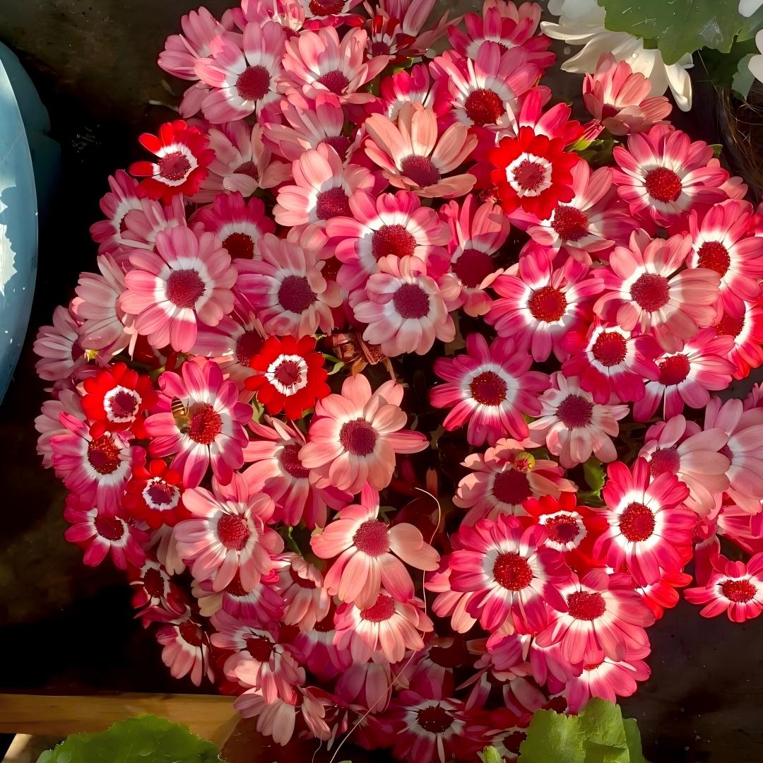 Cineraria Seeds-The Secret to a Garden Full of Color