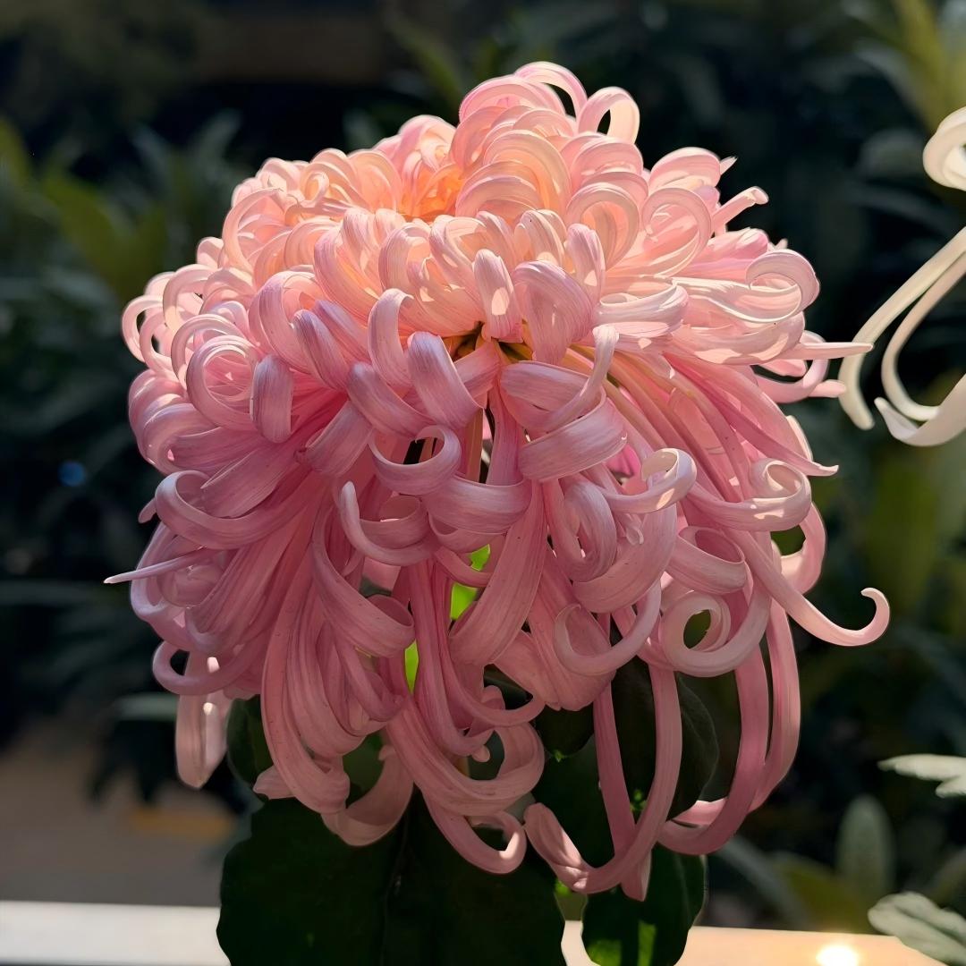 Double Bloom Chrysanthemum Seeds