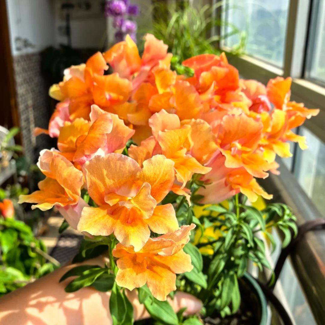 Your Garden Upgrade Starts with Snapdragons Seeds 🌼