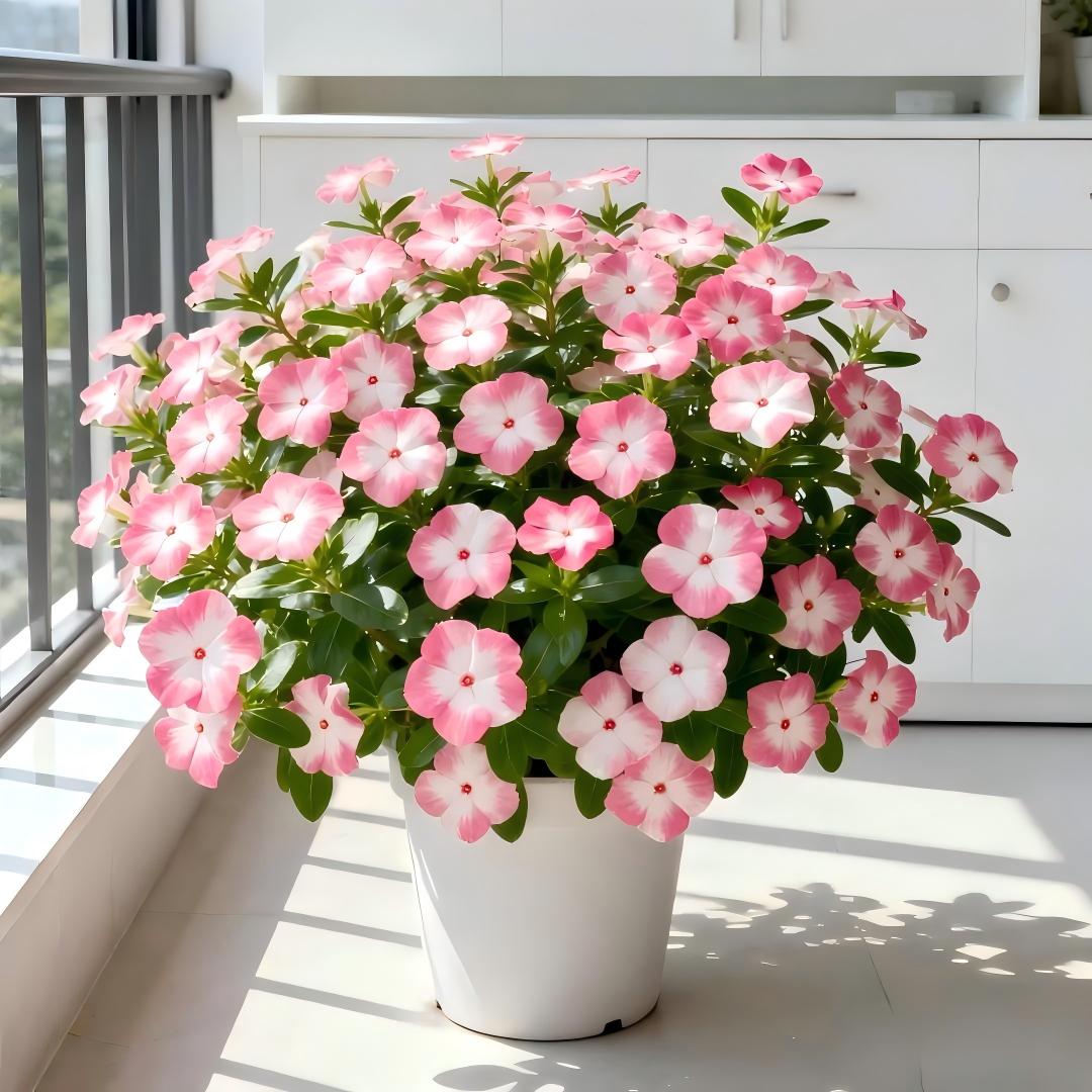 🌸 Premium Madagascar Periwinkle Seeds