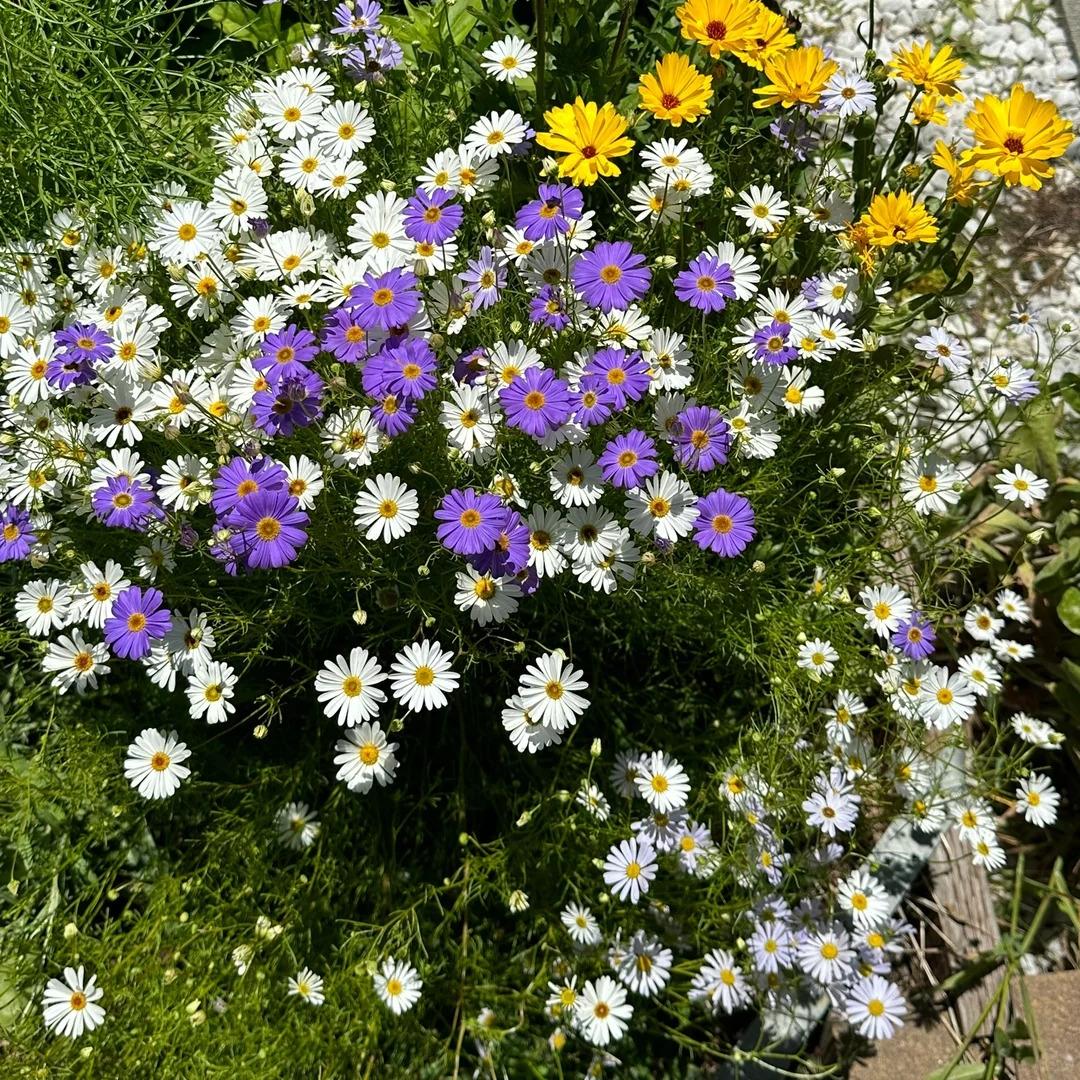 Marguerite Daisy Seeds-More Cuts, More Blooms