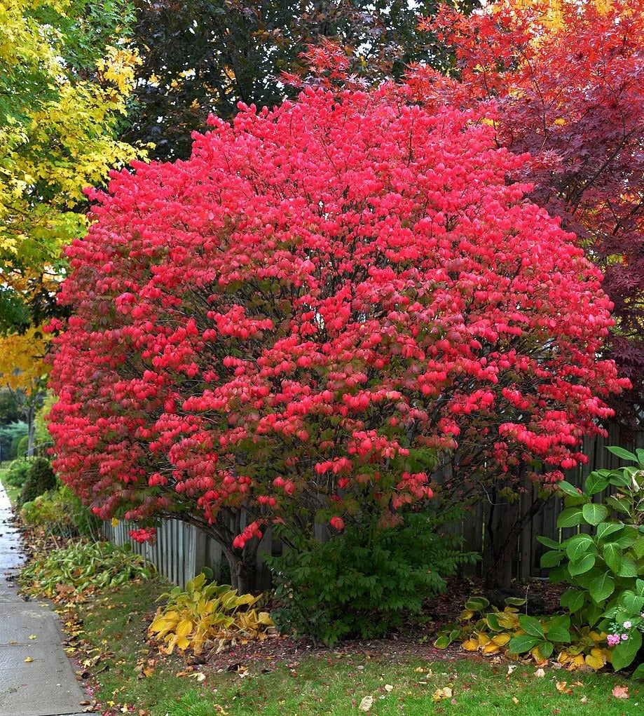 🔥Burning Bush