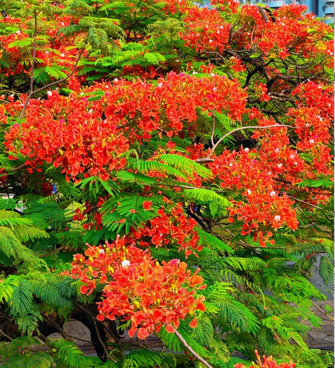 Royal Poinciana Seeds