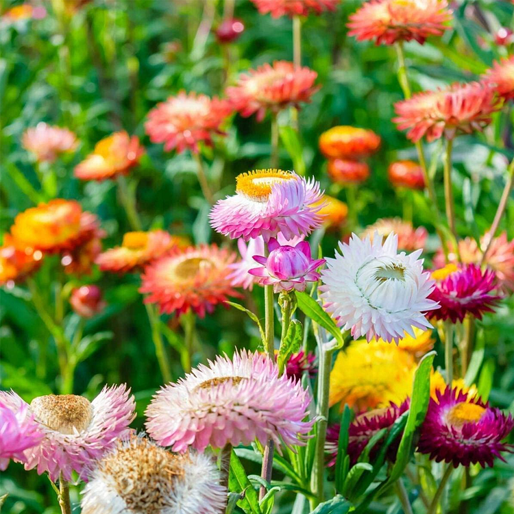 Strawflower Seeds Xerochrysum Bracteatum