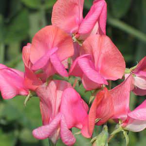 Miss Willmott Sweet Pea Seeds