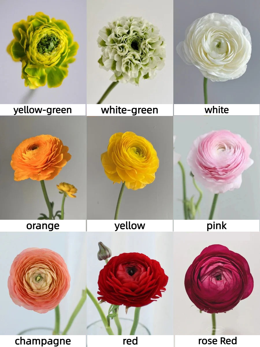 Multicolor Ranunculus Bulbs