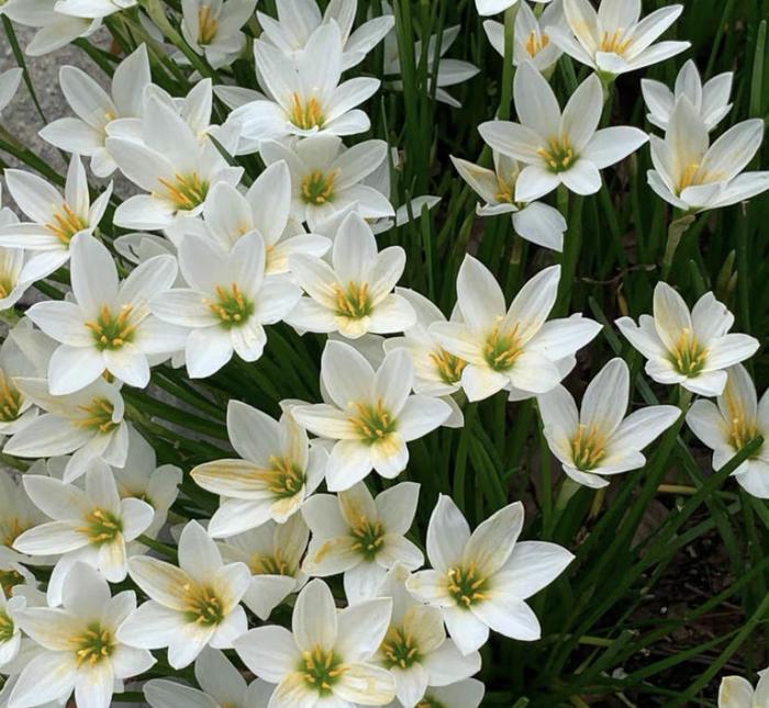 Rain Orchid Bulbs-Blooms once the next rain falls