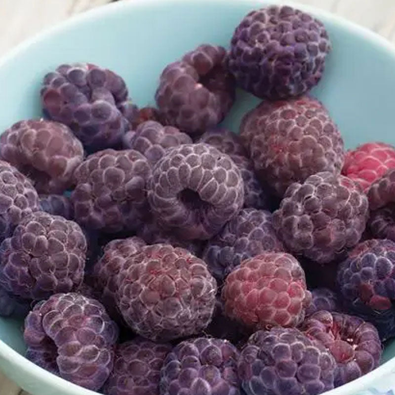 Giant Raspberry Seeds -92% Germinationš±