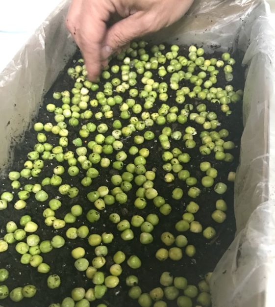 🌿Pea Shoots Microgreens Sprouting Seeds