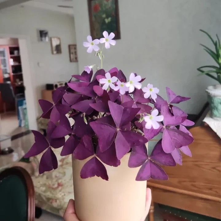 🔥Oxalis Triangularis Purple Shamrock Good Luck Plant Blubs