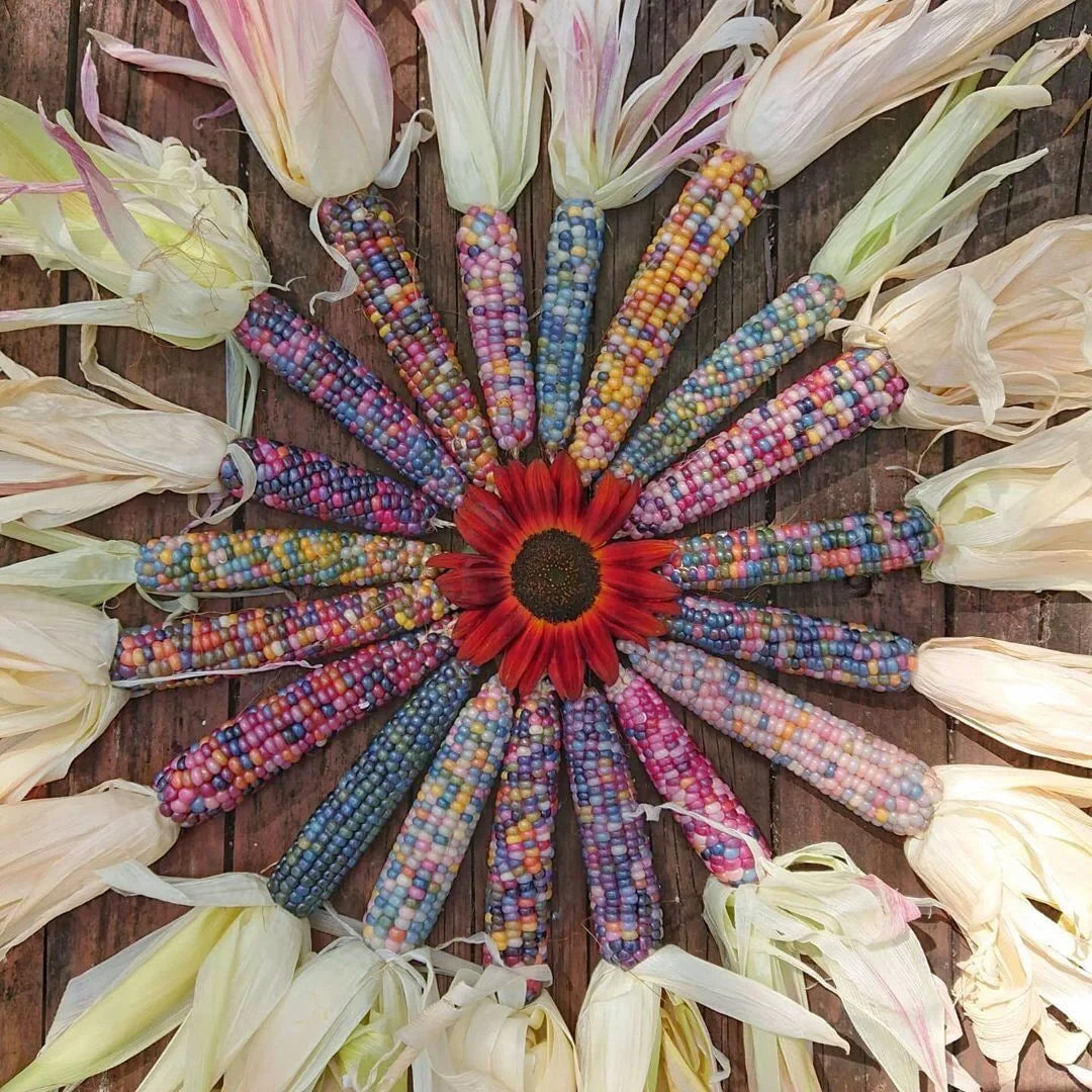 Decorative Corn Gem corn Seeds