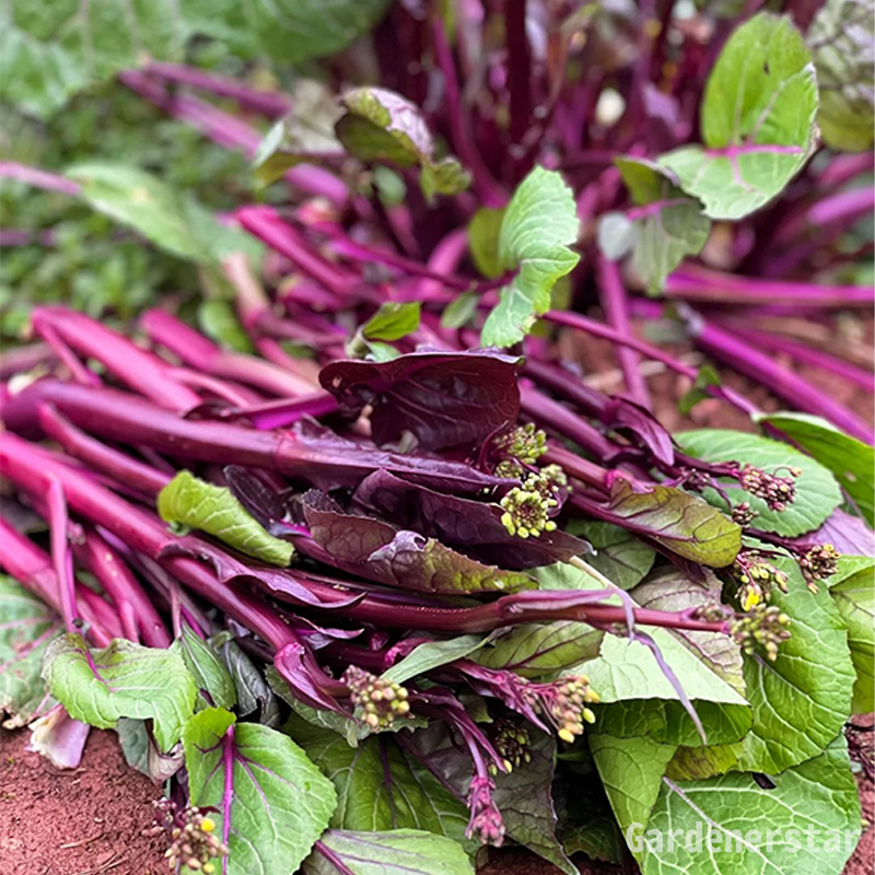 Purple Rapeseed Vegetable Seeds-Winter Marvel Bug Repellent