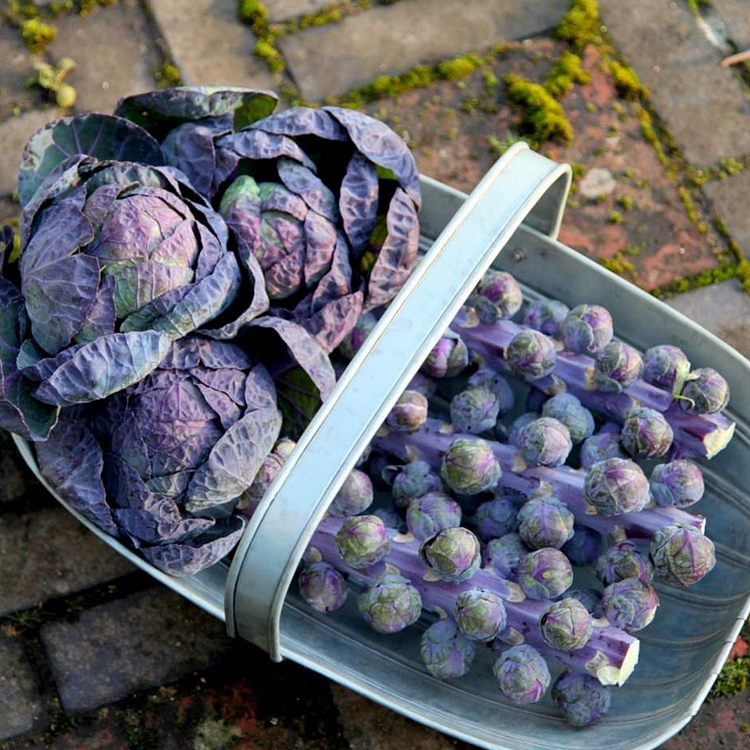 Brussels Sprouts Seeds