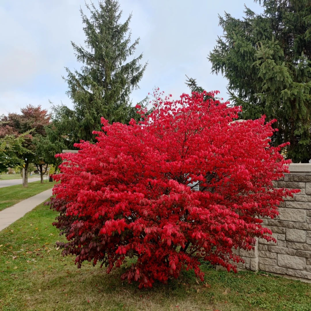 🔥Burning Bush