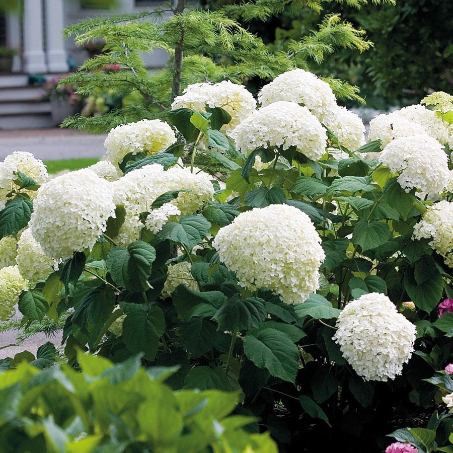 Hydrangea Seed: Unlock Nature's Beauty