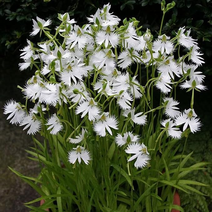 📧 Egret Orchid Seeds-Rarity / Elegance / Good Luck