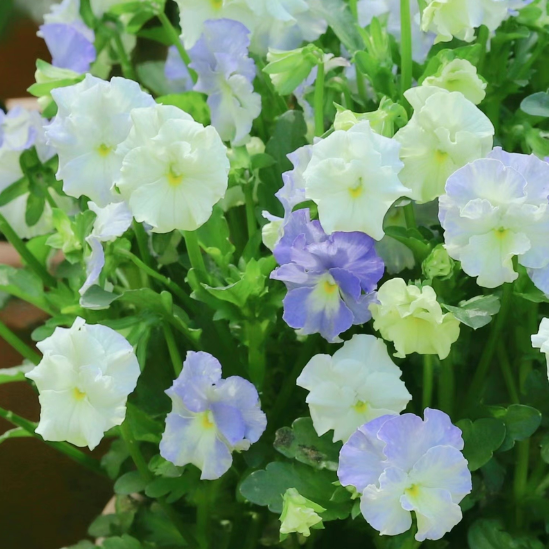 ๐ Pansy Winter Elf Series - I Miss You Endlessly