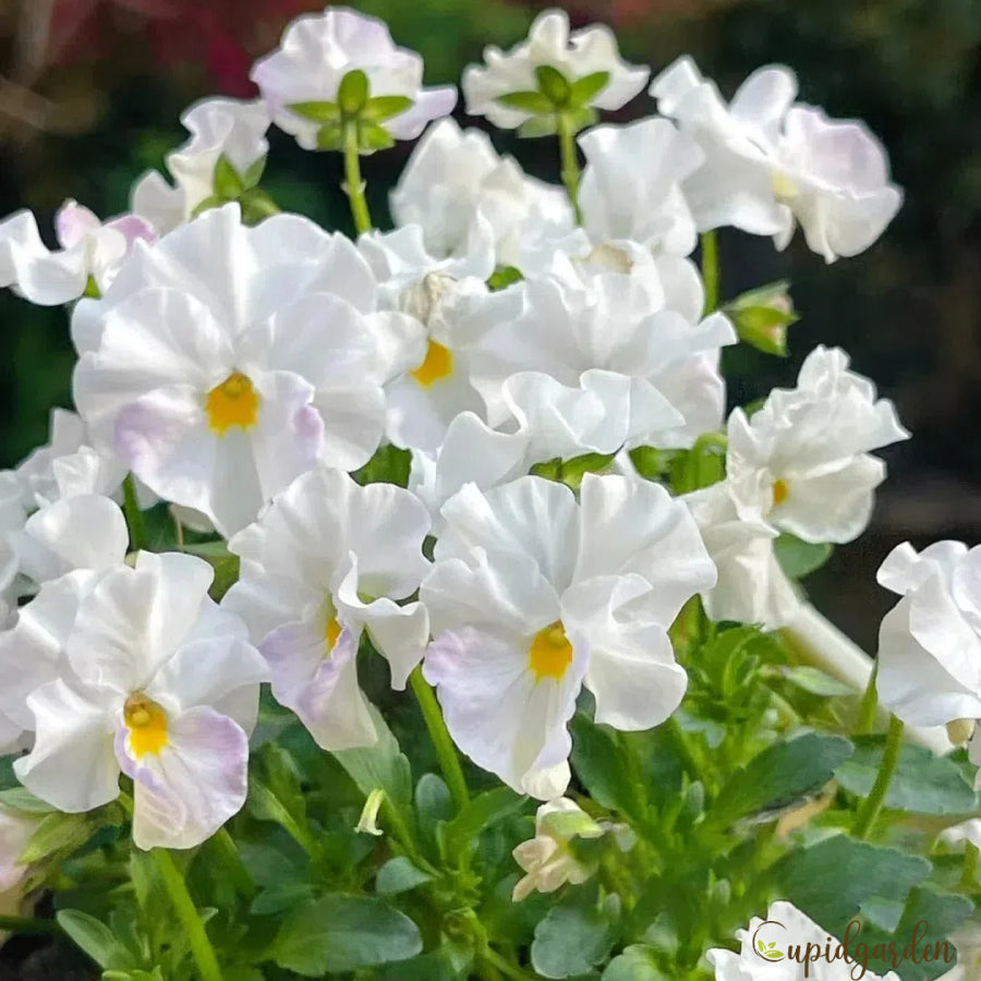 ๐ Pansy Winter Elf Series - I Miss You Endlessly