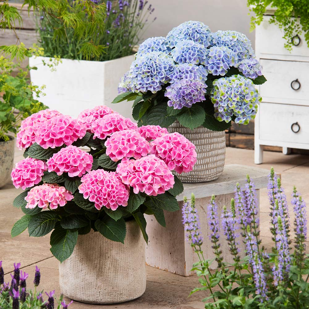 🌸Hydrangea – The Timeless Beauty of Every Garden ✨